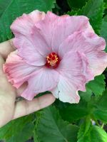 ต้นชบา สีม่วง ชบาดอกใหญ่ Hibiscus ชบาแฟนซี ดอกชบานอก สายพันธ์ดอกใหญ่ ดอกสวยมาก ขนาดต้นสูง 40 -50 ซม จัดส่งพร้อมกระถาง 10 นิ้ว  ต้นแข็งแรง รากเยอะ เป็นไม้พุ่มเลี้ยงง่าย ออกดอกทั้งปี รับประกันการจัดส่งแพ็คสินค้าอย่างดี