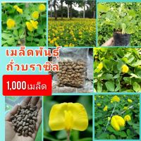 เมล็ดพันธุ์ ถั่วบราซิล 1,000เมล็ด ปลูกประดับสวยงาม พืชคลุมดิน สนามหญ้า จัดสวน