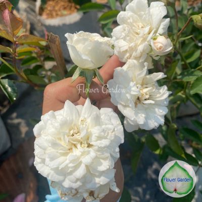 กุหลาบเลื้อย สีขาว (พรอสเพอริตี้) Prosperity’ Hybrid musk rose  ดอกหอม ออกดอกดก ถุงใหญ่