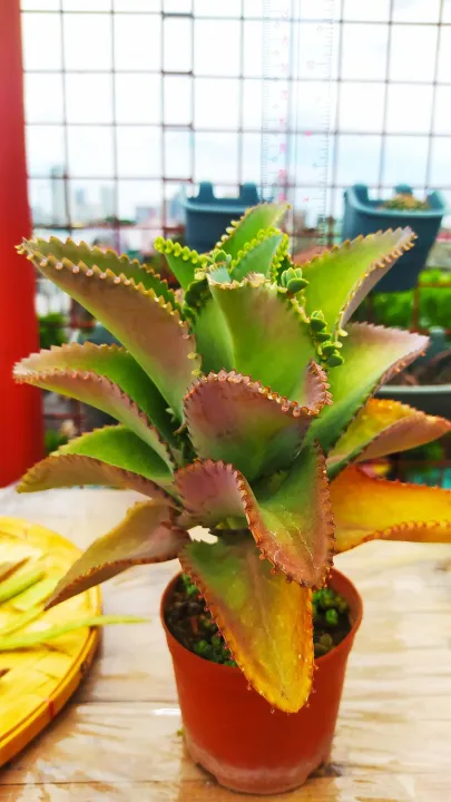 PROMO BUY 1 TAKE 1 Mother of Thousand Mother Plabts with lots of babies ...