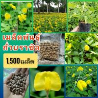 เมล็ดพันธุ์ ถั่วบราซิล บรรจุ1,500เมล็ด ปลูกประดับสวยงาม พืชคลุมดิน สนามหญ้า จัดสวน