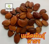 เมล็ดสาธร ไม้สาธร ไม้ป่าเศรษฐกิจ เนื้อไม้สวย แก่นสวย​ 100​ เมล็ด​ 120​ บาท​