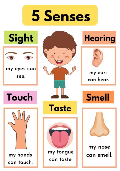 5 senses educational laminated chart | Lazada PH