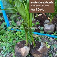 มะพร้าวน้ำหอมบ้านแพ้ว (ชุด 10 ต้น)