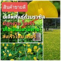 เมล็ดพันธุ์ถั่วบราซิล บรรจุ 100เมล็ด ไม้ดอกไม้ประดับ จัดสวน พืชคลุมดิน บำรุงดิน ตกแต่งระเบียงตกแต่งสวน สนามหญ้า