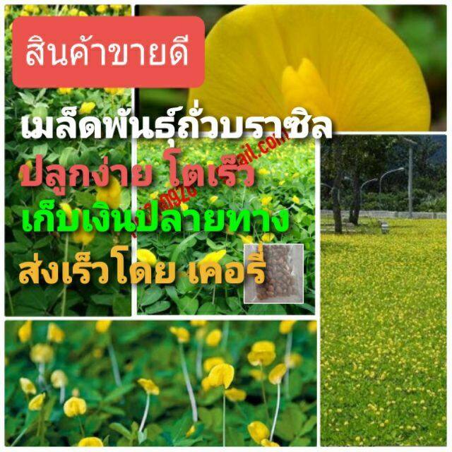 เมล็ดพันธุ์ถั่วบราซิล-บรรจุ-100เมล็ด-ไม้ดอกไม้ประดับ-จัดสวน-พืชคลุมดิน-บำรุงดิน-ตกแต่งระเบียงตกแต่งสวน-สนามหญ้า