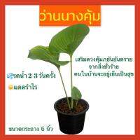 ว่านนางคุ้ม ต้นไม้มงคล ต้นไม้ฟอกอากาศ เสริมดวงคุ้มภัย ภยันตราย จากสิ่งชั่วร้าย ส่งพร้อมกระถางขนาด 6 นิ้ว