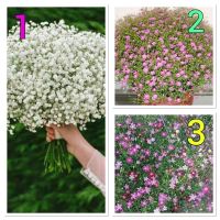 เมล็ดพันธุ์ ยิปโซ ฟิลล่า ( Gypsophila Seed ) มี 3 ชนิดให้เลือก บรรจุ 30 เมล็ด ของแท้100%