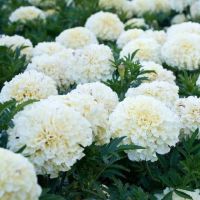 เมล็ดพันธุ์ ดาวเรืองสีขาว (White African Marigold) บรรจุ 10