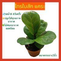 ไทรใบสัก ไม้ฟอกอากาศ ต้นไม้มงคล เสริมดวงบ้านจะอยู่เย็นเป็นสุข ในขนาดกระถาง 3 นิ้ว