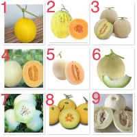 เมล็ดพันธุ์ แคนตาลูป ( Cantaloupe Seed ) มีให้เลือก 9 ชนิด จำนวนเมล็ดอยู่ที่รายละเอียดสินค้าค่ะ