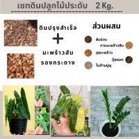 ดินปลูกไม้ประดับ มอนสเตอร่า ไทรใบสัก เงินไหลมา ไม้ฟอกอากาศ Philodendron Billietiae ก้านส้ม