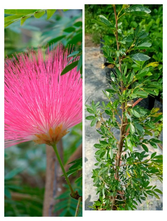 ต้นพู่นายพลหรือต้นพู่จอมพล-ดอกสวย-ดอกดก-ดอกสีชมพู-ดอกออกตลอดปี-สูง60-80ซ-ม