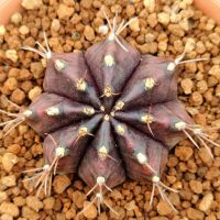 กระบองเพชร Gymnocalycium mihanovichii  Black widow  ยิมโนแม่หม้ายดำ โคนกระท่อมลุงจรณ์