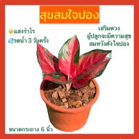 ต้นสุขสมใจปอง ต้นไม้มงคล เสริมดวงผู้ปลูกจะสุขสมดั่งใจปอง ไม้ร่ม ฟอกอากาศ ขนาด 6 นิ้วตามรูป