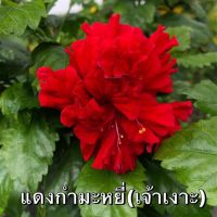 ต้นชบา ชบาคาร์เนชั่น​ สีแดง ดอกใหญ่ ดอกซัอน ดอกชบาซ้อน Hibiscus rosa sinensis. ดอกออกทั้งปี ต้นสูง 60-70 ซม. ส่งในกระถาง 10 นิ้ว