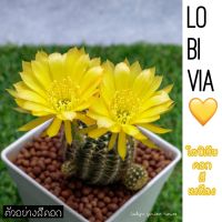 ??LOBIVIA CACTUS โลบิเวียแคคตัส ไซร์ออกดอก ดอกสีเหลือง พร้อมส่งค่ะ ? ใครกำลังสะสมต้องรีบทะยอยเก็บสีดอกนะคะ สีเหลืองสดใสน่ารักมากๆ?