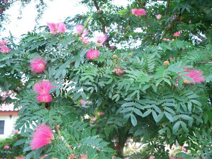 ต้นพู่นายพลหรือต้นพู่จอมพล-ดอกสวย-ดอกดก-ดอกสีชมพู-ดอกออกตลอดปี-สูง60-80ซ-ม
