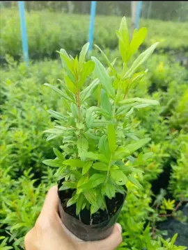 ต้นทับทิมแคระ ต้นทับทิมแคระ ราคาถูก ซื้อออนไลน์ที่ - ต.ค. 2023 |  Lazada.Co.Th