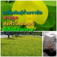 เมล็ดพันธุ์ถั่วบราซิล บรรจุ 3000เมล็ด ไม้ดอกไม้ประดับ จัดสวน พืชคลุมดิน บำรุงดิน ตกแต่งระเบียงตกแต่งสวน สนามหญ้า