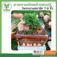 สวนถาด ต้นแก้วเศรษฐี ในกระถางเซรามิก คละสี ขนาดกระถาง 7-8 นิ้ว