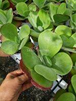 ต้นกุหลาบหินหอยเชลล์ ??? Kalanchoe Luciae