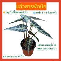 แก้วสารพัดนึก กอแน่น ไม้มงคลที่สายมูต้องมี (เสริมดวงคิดสิ่งใดสมความปรารถนา) ขนาดกระถาง 4 นิ้ว สูง 25 - 30 ซม.ใบใหญ่สวย