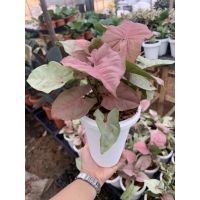 PINK SYNGONIUM ต้นออมชมพู ?ออมเงินสีชมพู มาพร้อมกระถางทรงสูงสีขาวขนาด 4.5 นิ้ว บอกเลยค่ะ ว่าน่ารักมากๆ?