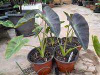 โคโลคาเซียอโลฮ่า colocasia aloha พืชตะกูลบอล ชอบน้ำเลี้ยงง่าย ขนาดที่จัดส่ง12 เซ็นติเมตร