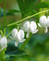 เมล็ดพันธุ์ดอกหทัยหยาดทิพย์สีขาว Dicentra Spectabilis Alba บรรจุ 5 เมล็ด คุณภาพดี ของแท้ ราคาถูก นำเข้าจากต่างประเทศ