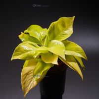 พลูราชินีสีทองNeon Pothos Epipremnum aureum (Bunting Lime)