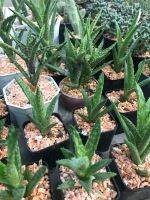 อโลฟันเสือ อโลจูเวนนา Tiger Tooth Aloe/Aloe Juvenna ไม้อวบน้ำ กระบองเพชร