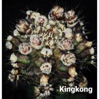 HoT Sale ยิมโดนด่าง KingKong สายยับ โคลนดัง ให้ดอกเก่ง ไซส์ใหญ่4-7cm. gymnocalicium ไม้ด่าง ไม้มงคล ไม้แต่งบ้าน ไม้แต่งสวน สวยๆ