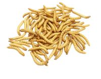 หนอนนกฟรีซดราย 15g ขนมเต่าน้ำ เบี๊ยดดราก้อน Freeze dried mealworm เป็นวิธีที่เก็บสารอาหารได้สูงที่สุด นกกระจิบ นกกระจอก เม่นแคระ ชูก้าไกรเดอร์ มาโมเสท