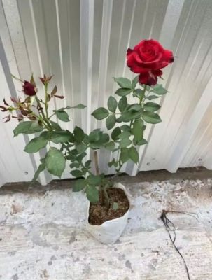 ไม้ดอกสวยๆ กุหลาบสีแดงสด สด  บาท ( วันเดียวเท่านั้น) ❌#ก้านแข็ง #ตัดดอก ไซร์กระถาง สวย ดอกดก สีสด พร้อมส่ง