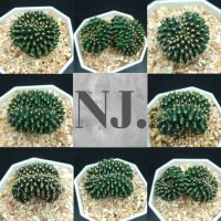 คริสตาต้า ยิมโน แคตัส Gymnocalycium  คัดเกรด