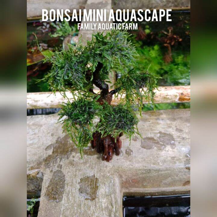 Bonsai Aquascape Tema Beringin Mini Bonsai Aquascape Tanaman Aquascape Tanaman Hias Untuk 3802