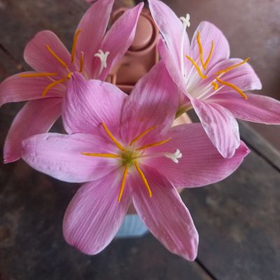🌺ชมพูดอกใหญ่🌺 บัวดิน(ชุด 6 หัว) ดอกสีชมพู ไม้มงคล  ไม้ประดับ ไม้จัดสวนสวยงาม  เช็ตละ 6 หัว คละไซส์