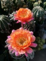 กระบองเพชร cactus ไม้นำเข้า หน่อเด็ดสด Echinopsis ดอกสีเหลืองขอบชมพู  ขนาดหน่อ 2.5 - 3 ซม. ดอกมีขนาดใหญ่ สามารถสกราฟตอสามเหลี่ยม ดอกมาง่ายครับ น่าสะสม