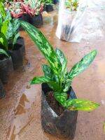 เขียวหมื่นปี
Chinese Evergreen นิยมนำมาปลูกเป็นไม้กระถางภายในบ้านเรือน หรือเป็นไม้ประดับภายในอาคารสำนักงาน ด้วยจุดเด่นที่เป็นพืชที่ปลูกเลี้ยงง่าย