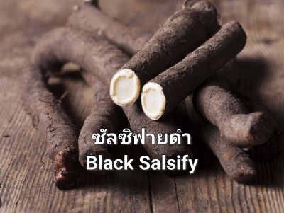 ซัลซิฟายดำ Black Salsify Seeds เมล็ดพันธุ์ซัลซิฟายนำเข้า ซันซิฟายรัสเซีย ซัลซิฟาย รากพญานาค บรรจุ 20 เมล็ด