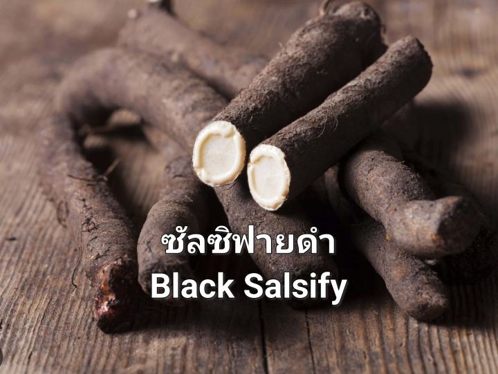 ซัลซิฟายดำ-black-salsify-seeds-เมล็ดพันธุ์ซัลซิฟายนำเข้า-ซันซิฟายรัสเซีย-ซัลซิฟาย-รากพญานาค-บรรจุ-20-เมล็ด