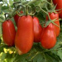 เมล็ดพันธุ์มะเขือเทศ เท็น ฟิงเกอร์ส ออฟ เนเปิล Ten Fingers of Naple Tomato Seed เมล็ดพันธุ์แท้ คุณภาพดี ราคาถูก