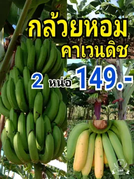 กล้วยหอมคาเวนดิส ราคาถูก ซื้อออนไลน์ที่ - ก.ค. 2023 | Lazada.Co.Th