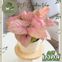 ออมชมพู Pink Syngonium (ต้นสูง 10-12 cm.)?รับเคลมเสียหายจากการขนส่งค่ะ