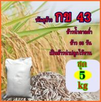 พันธุ์ข้าวกข 43 ชุดทดลองปลูก 5 กิโลกรัม