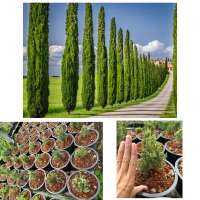 สนดินสอ Italian cypress ตัดพุ่มแตกกอแน่น ตั้งเลี้ยงให้สูงอย่างเดียว