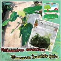 ??Philodendron domesticum ☘️โดเมติคัม?ไม้เนื้อเยื่อลุ้นด่าง จากแม่ด่าง?ราคาถูกสุดๆ?