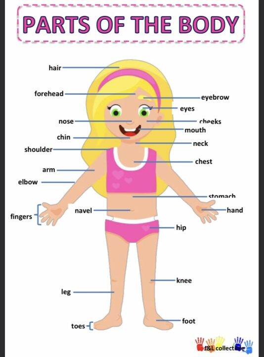 Parts of the body,charts,kids learning | Lazada PH