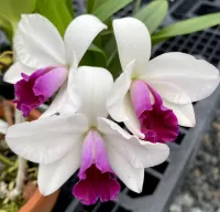 กล้วยไม้แคทลี​ยา​ เมเยอร์ ยามาซากิ cattleya mayor yamasaki